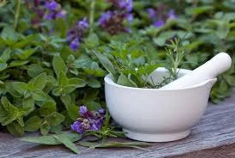 Medicinal herb seed set; white mortar with green seedlings and purple flowers