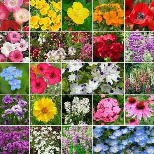 Assorted native wildflower seed pack for partial shade, colorful bloom variety photos