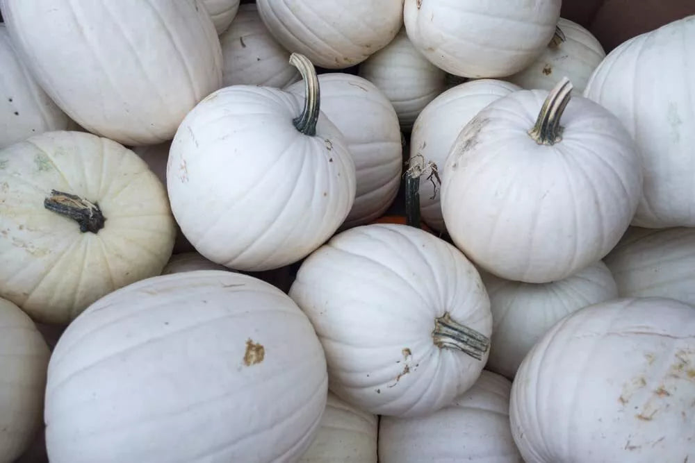 White pumpkin gourds with stems piled together, for carving jack-o'-lanterns