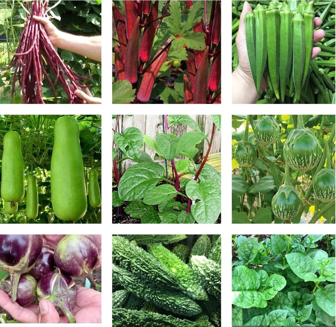 Assorted Asian vegetable plants, showing multiple heirloom varieties for seed packets