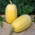 Spaghetti winter squash fruit, pale yellow oblong with green stem, on wooden board