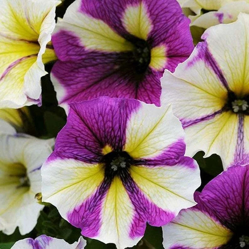 Close-up of multicolor petunia flowers with purple centers, yellow and white edges