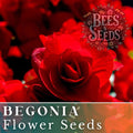 Red begonia flower bloom with layered petals