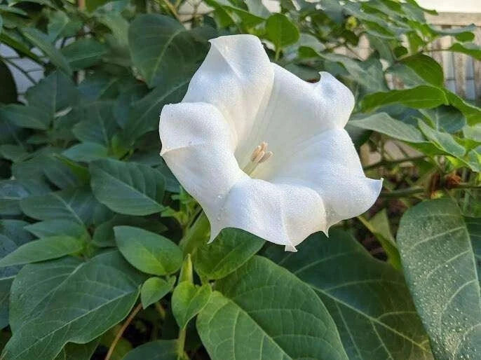 White angel trumpet bloom with trumpet-shaped petals on green leafy plant