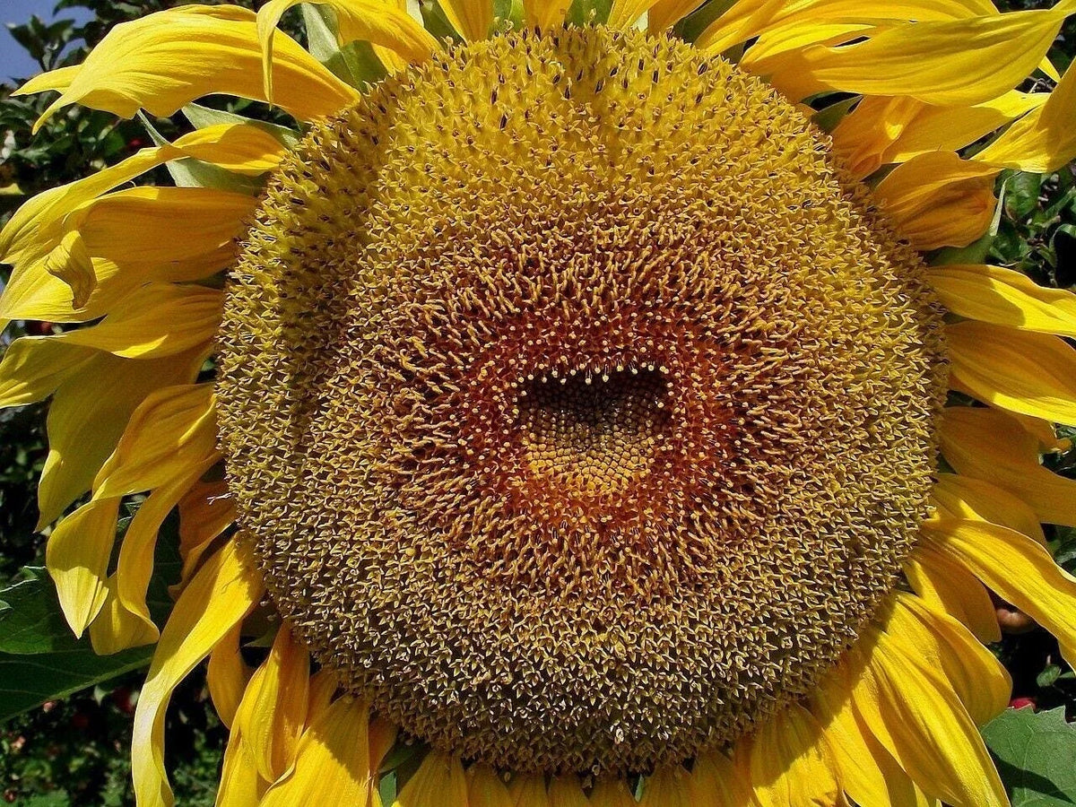 Sunflower bloom with bright yellow petals and dark textured seed center