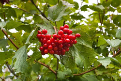 Highbush cranberry shrub with red berry cluster and green lobed leaves