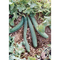 Italian cucumber seeds: dark green cucumbers on vines