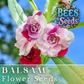 Balsam flower seeds pack with pink, white, and red blossoms on leafy stems