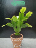 Christmas cactus live plant in terracotta pot with bright green segmented leaves