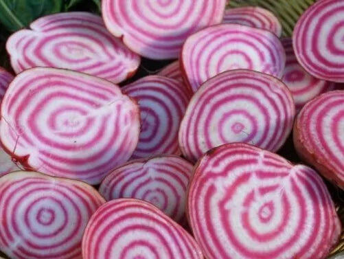 Red-and-white striped beet slices with concentric rings