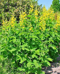 Yellow indigo perennial plants with clusters of yellow blooms and green leaves