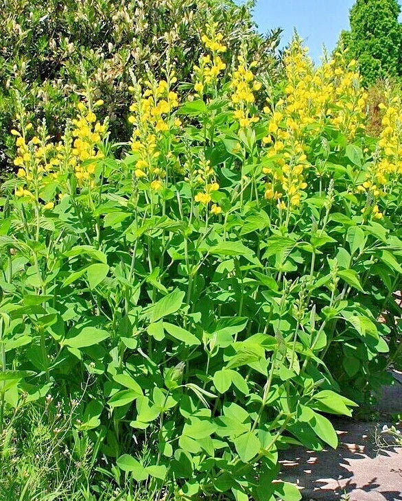 Yellow indigo perennial plants with clusters of yellow blooms and green leaves