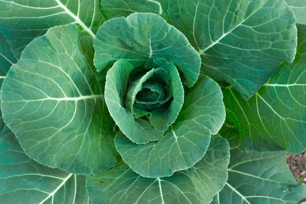 Collard green leaves with curled rosette center