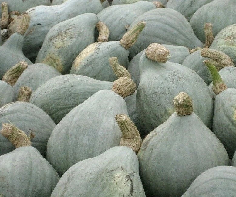 Blue Hubbard winter squashes, blue-gray oval fruit with textured stems
