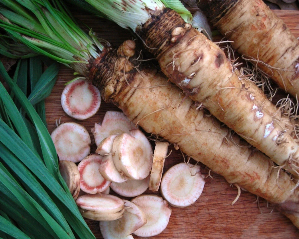 Salsify roots with sliced white rounds and brown taproots