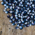 Blue popcorn corn kernels scattered on wood, small husk-covered pieces