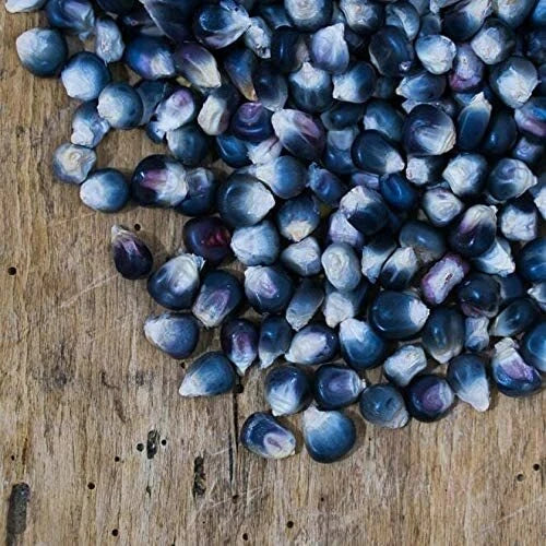 Blue popcorn corn kernels scattered on wood, small husk-covered pieces