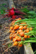Fresh orange carrots with long green tops and tapered roots