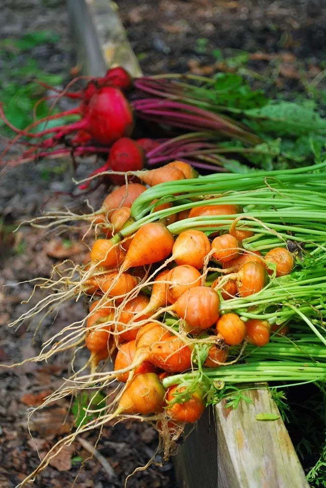 Fresh orange carrots with long green tops and tapered roots