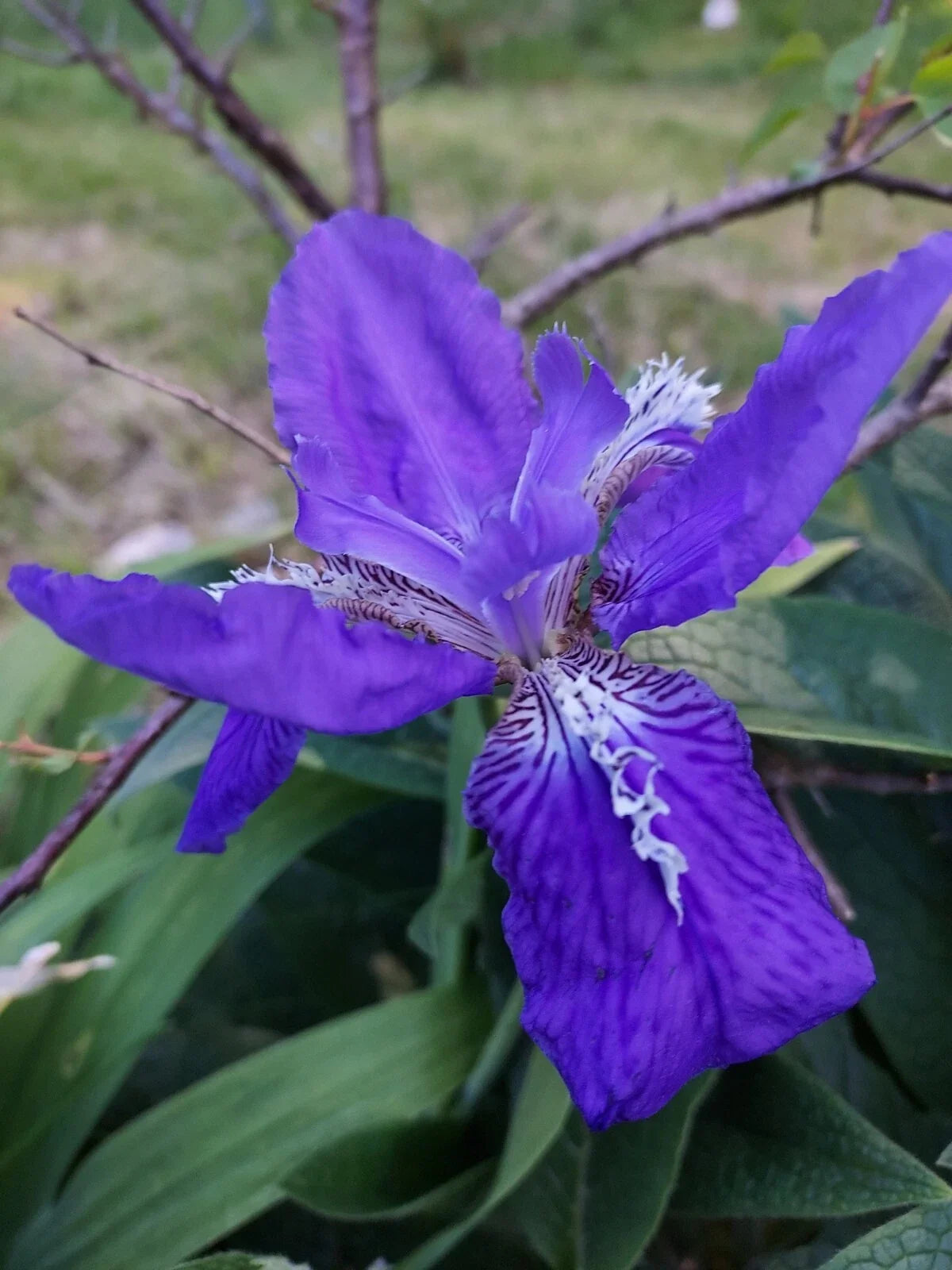 Dwarf iris flower with deep purple-blue petals and white veined center