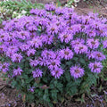 Bee balm flower seeds, purple monarda fistulosa blooms in cluster