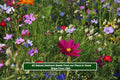 Colorful heirloom wildflower blooms with purple, pink, red, and blue flowers