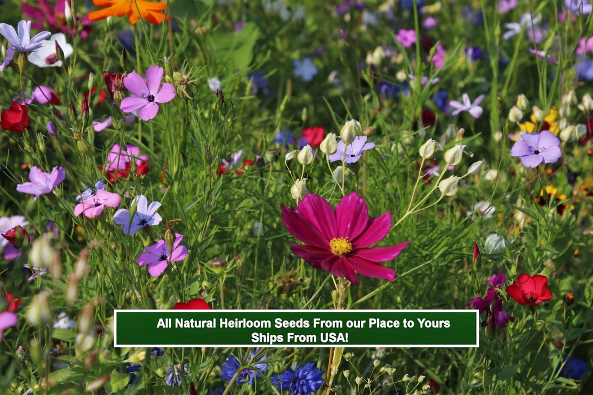 Colorful heirloom wildflower blooms with purple, pink, red, and blue flowers