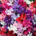 Sweet pea seed mix flowers with pink, purple, red, and white blooms