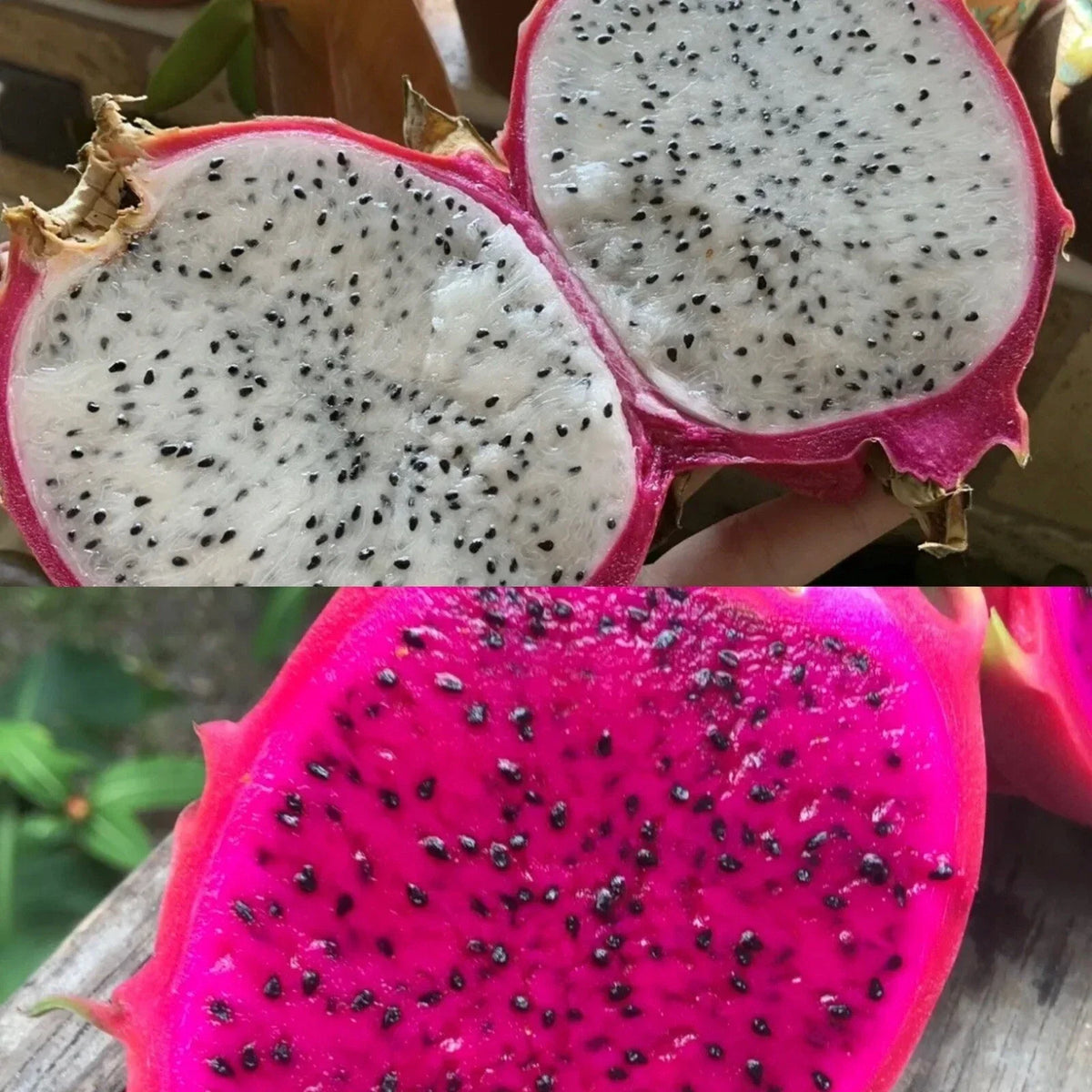 Dragon fruit seeds in red pitaya fruit flesh, with visible black seed specks