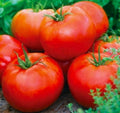 Red tomatoes with green stems and leaves for culinary cooking