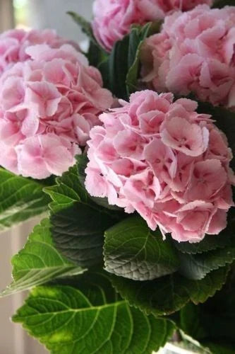 Light pink hydrangea flower heads with green leaves