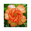 Orange desert rose flower with layered petals, green leaves