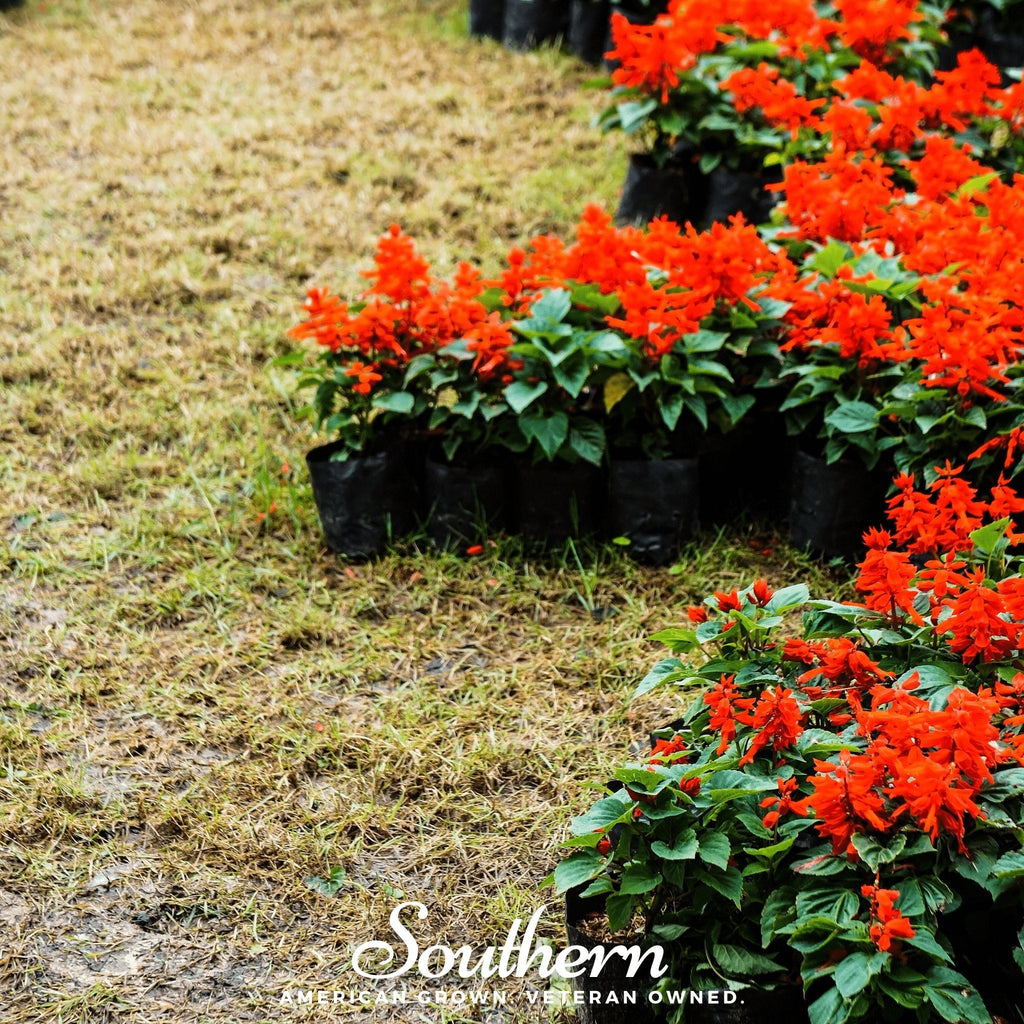Orange-red sage plants in black grow bags with green leaves and blooms