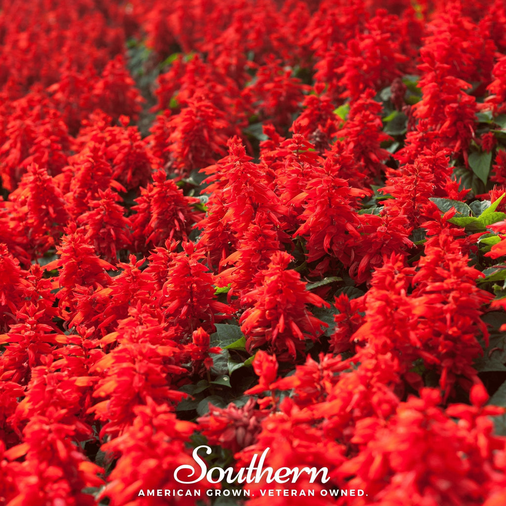 Sage plant with dense red flower spikes and lush green foliage