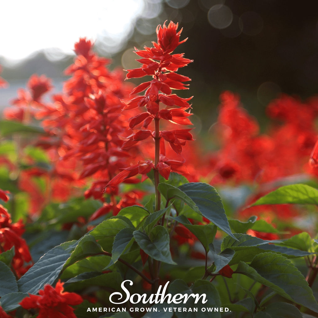 Scarlet sage flower spikes with red blossoms and green leaves