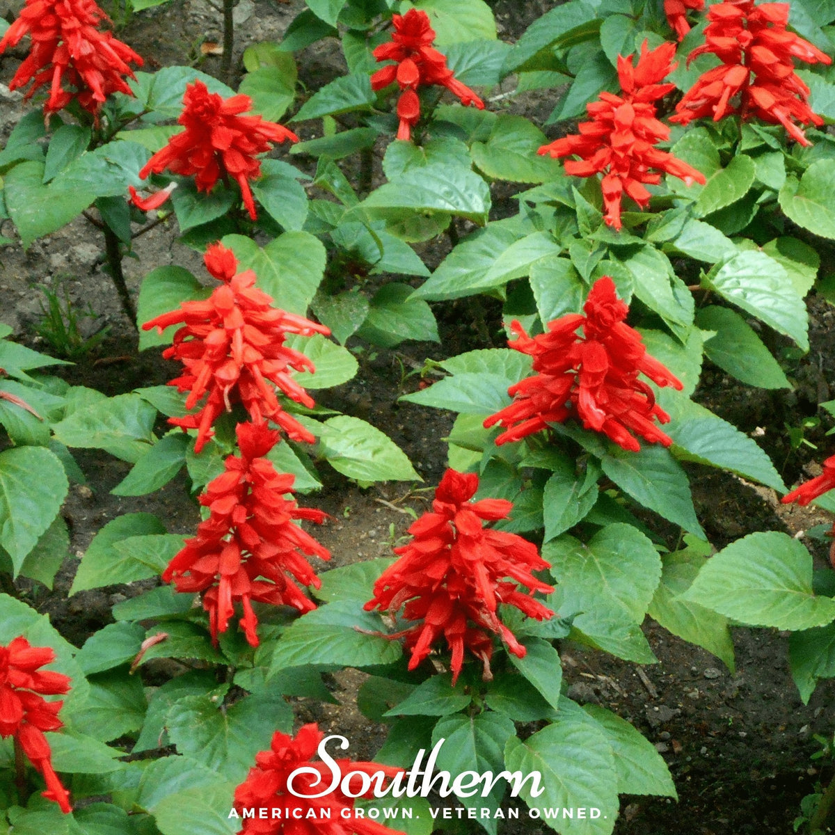 Sage plant in bloom with bright red flower spikes and broad green leaves
