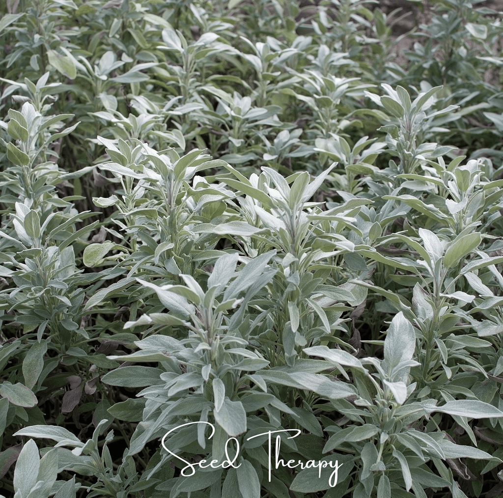 White sage herb crop with silvery leaves spread across the field