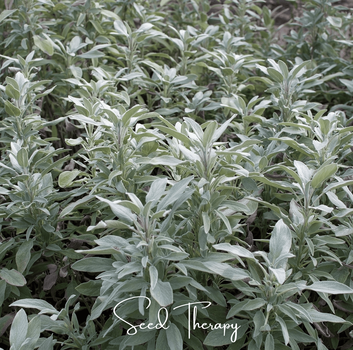 White sage herb crop with silvery leaves spread across the field
