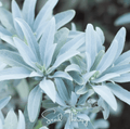 White sage plant with silvery gray leaves, close-up
