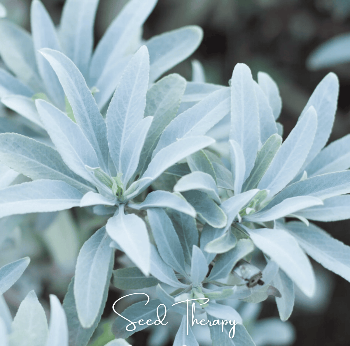 White sage plant with silvery gray leaves, close-up