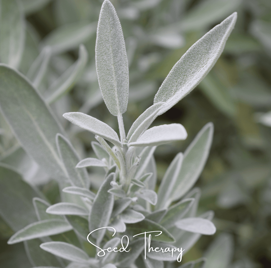 White sage leaves cluster on stems, soft gray-green