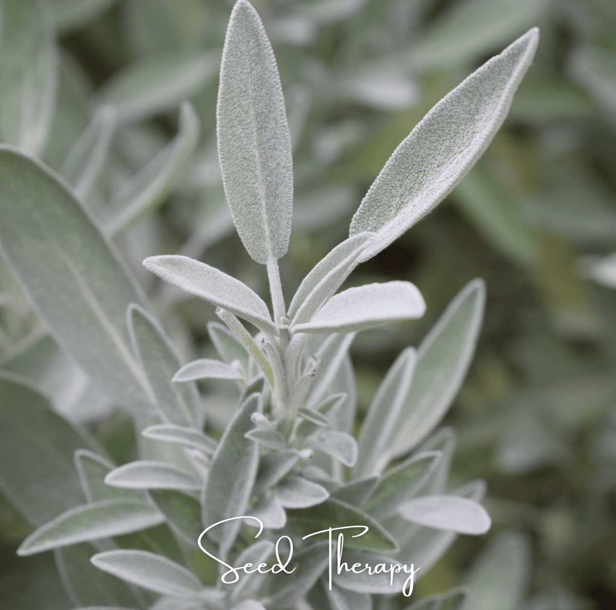 White sage leaves cluster on stems, soft gray-green