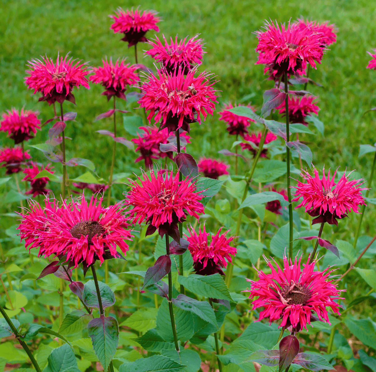 Cluster of bright pink scarlet bee balm flowers on green leafy stems