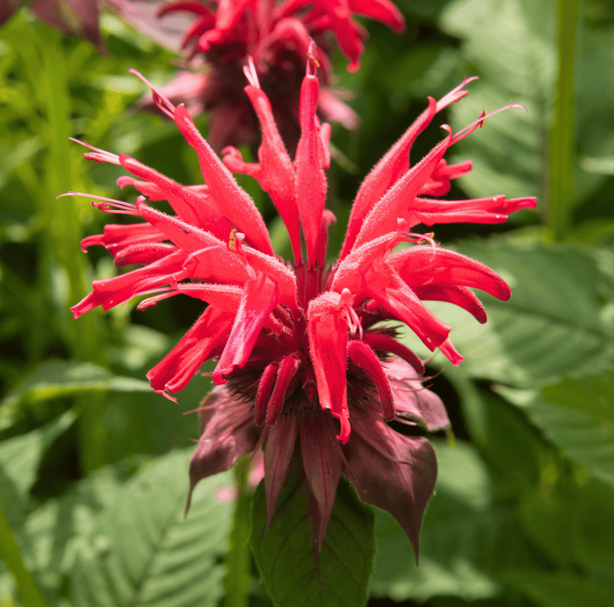 Close-up of a red scarlet bee balm flower with surrounding green leaves