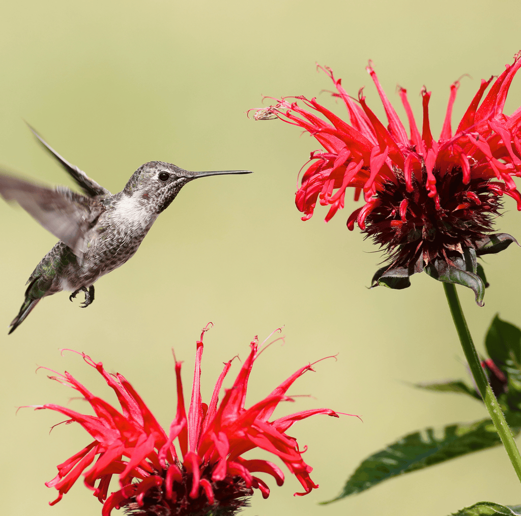 Two scarlet bee balm blooms with hummingbird hovering nearby