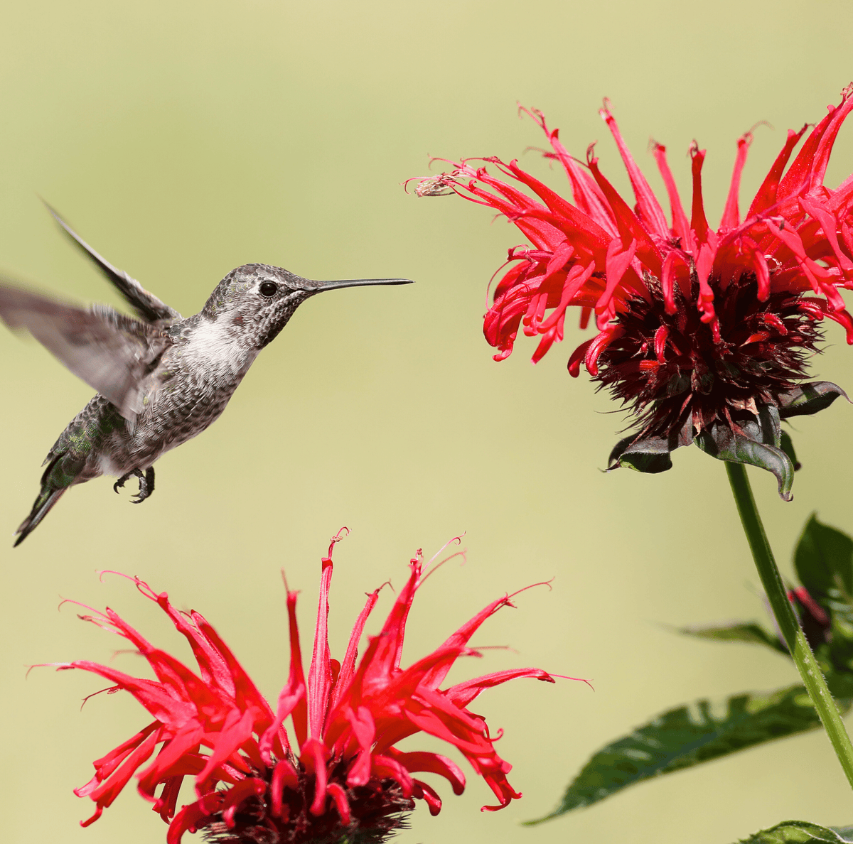 Two scarlet bee balm blooms with hummingbird hovering nearby