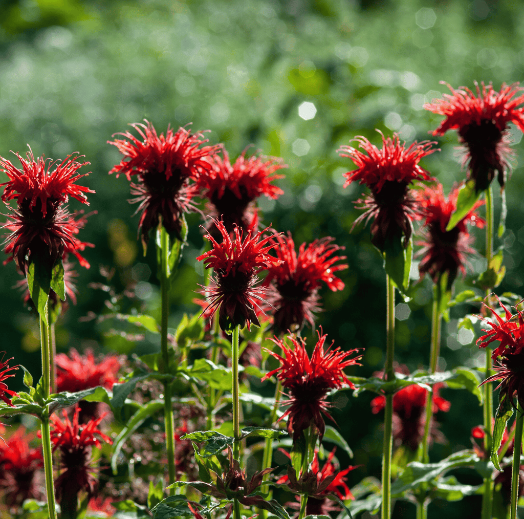 Red bee balm flowers on tall stems with green leaves