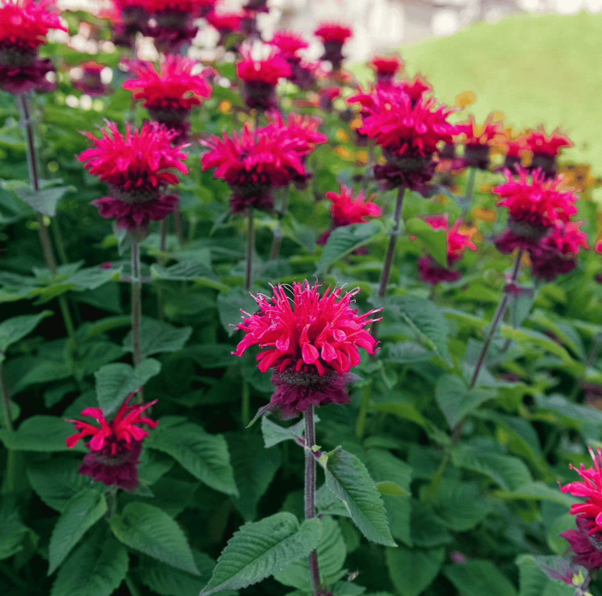 Pink bee balm blooms on dark green stems with broad leaves