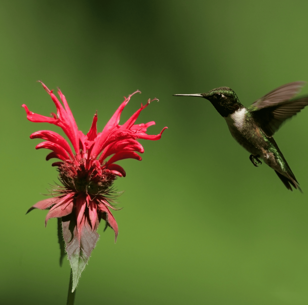 Scarlet bee balm flower head with a hovering hummingbird