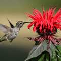 Scarlet bee balm flower with green leaves and a visiting hummingbird in flight